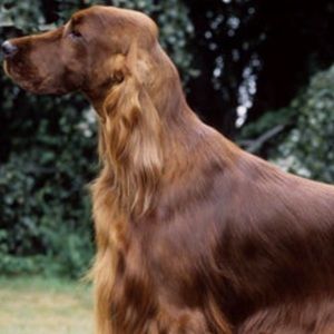 Meet your Posher, Mirta